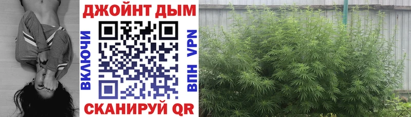 где купить наркотик  Пошехонье  Канабис конопля 